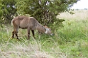 Common Waterbuck